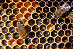 Пчелиная перга: целебные свойства и лечение