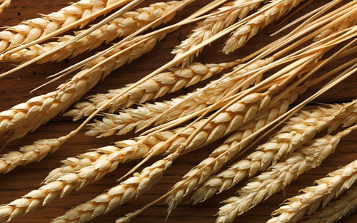 пшеница фото