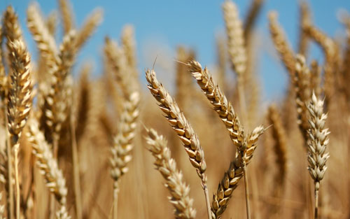 пшеница фото