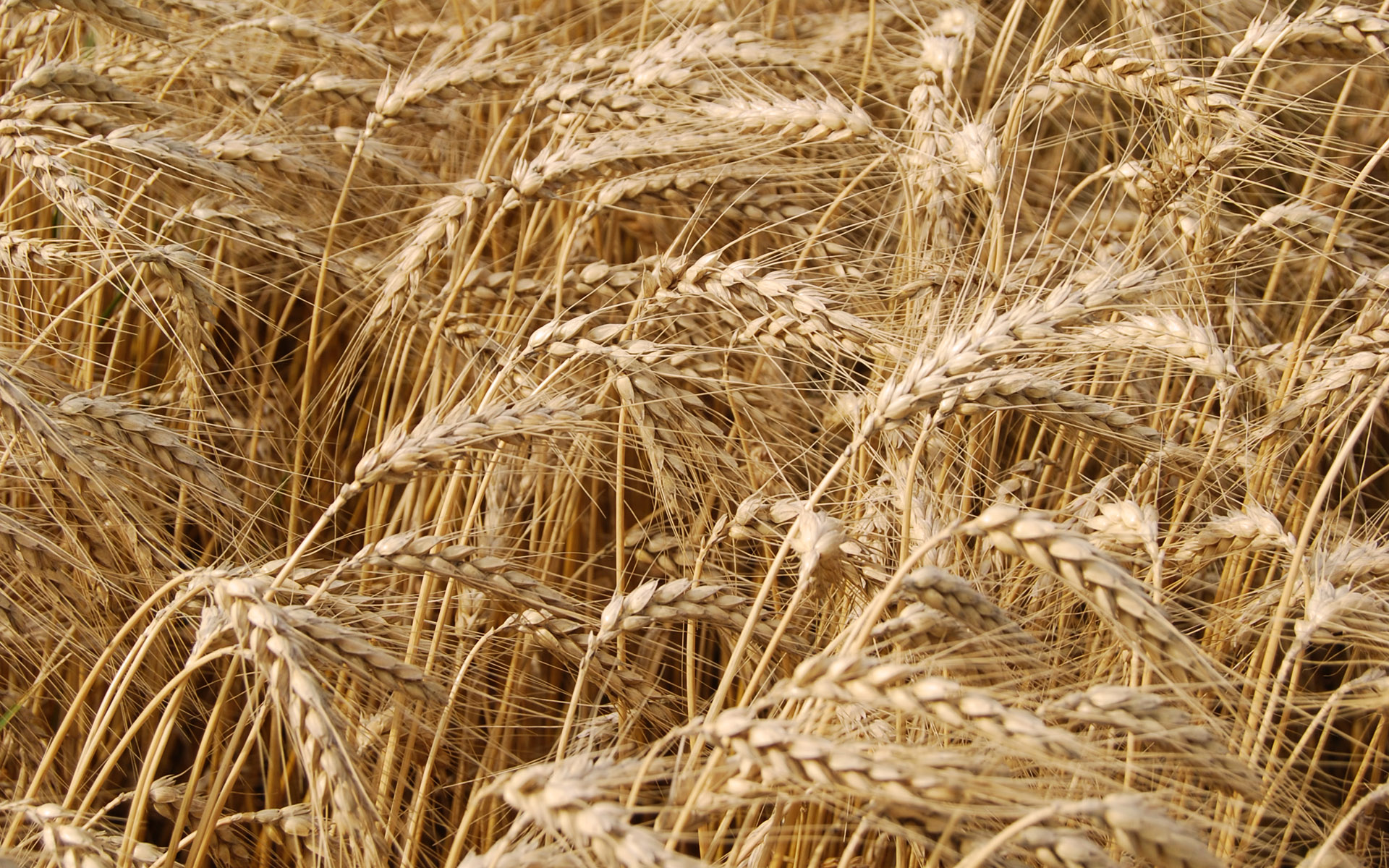 les grandes chroniques de france chronique des règnes de jean