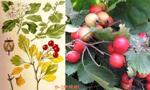 http://www.u-lekar.ru/img/Crataegus.jpg