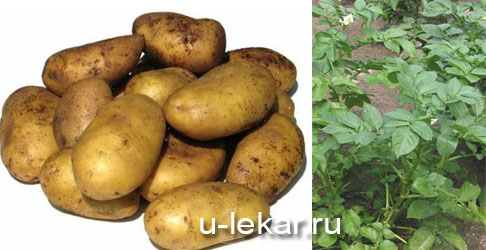 Картофель полезные свойства