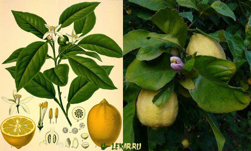 целебные свойства лимона