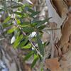 Мелалеука и эфирное масло чайного дерева