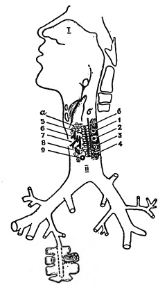 Схема местных защитных приспособлений дыхательной системы