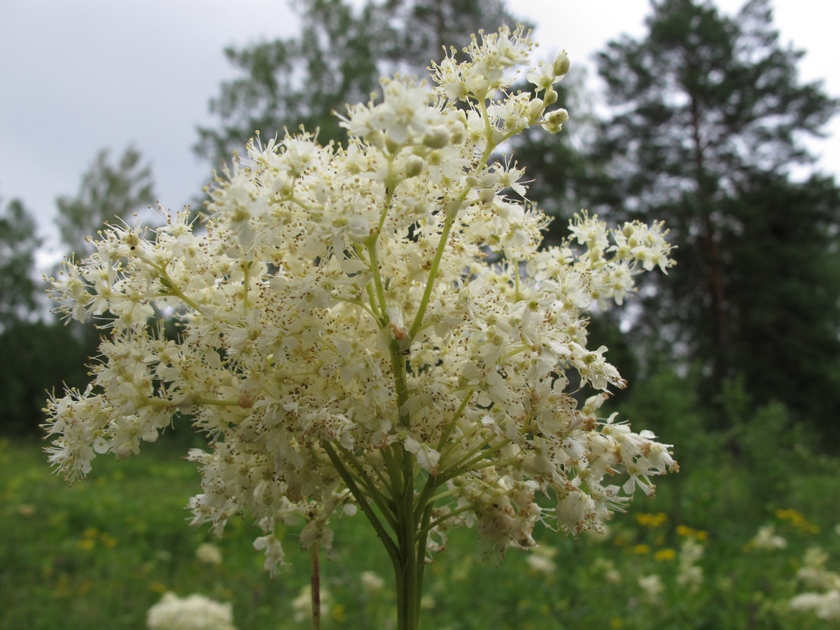 Цветки лабазника