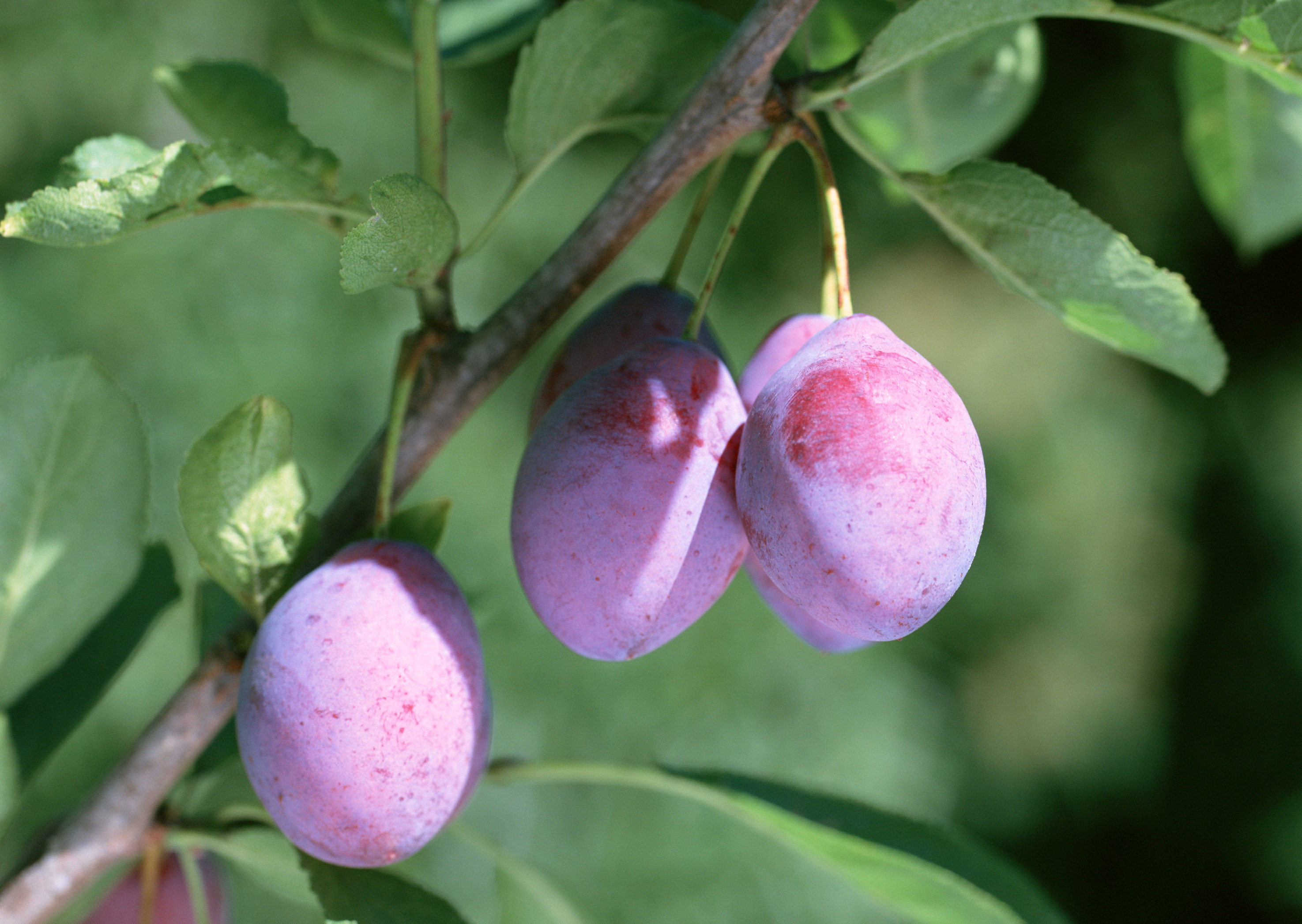Дерево семейства розовых приносящие сочные плоды