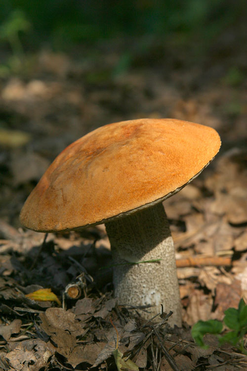 грибы фото