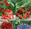 Лечебные свойства плодов и ягод